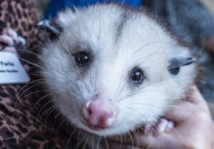 Close up on the face of a possum looking at the camera.