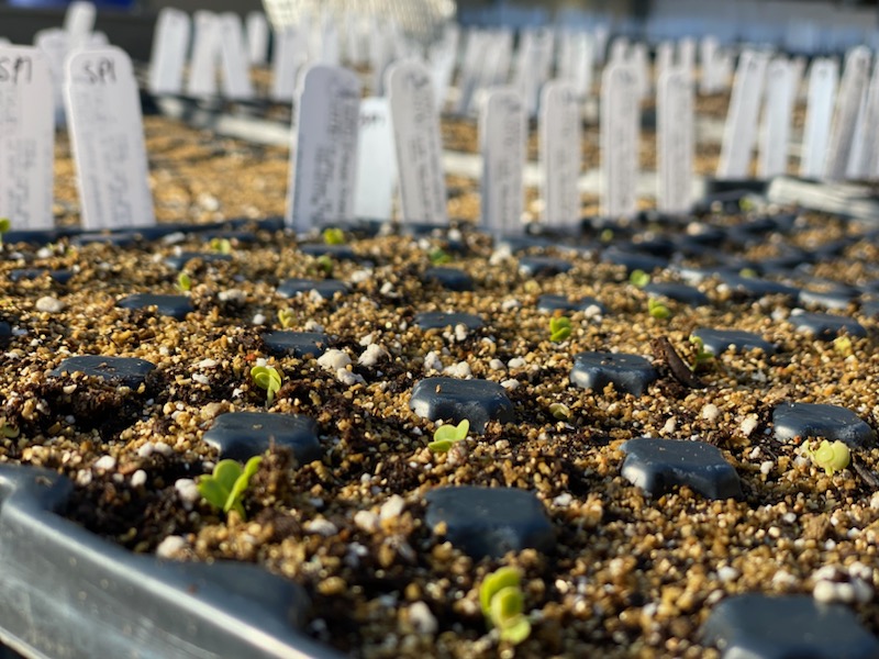 Plant Market