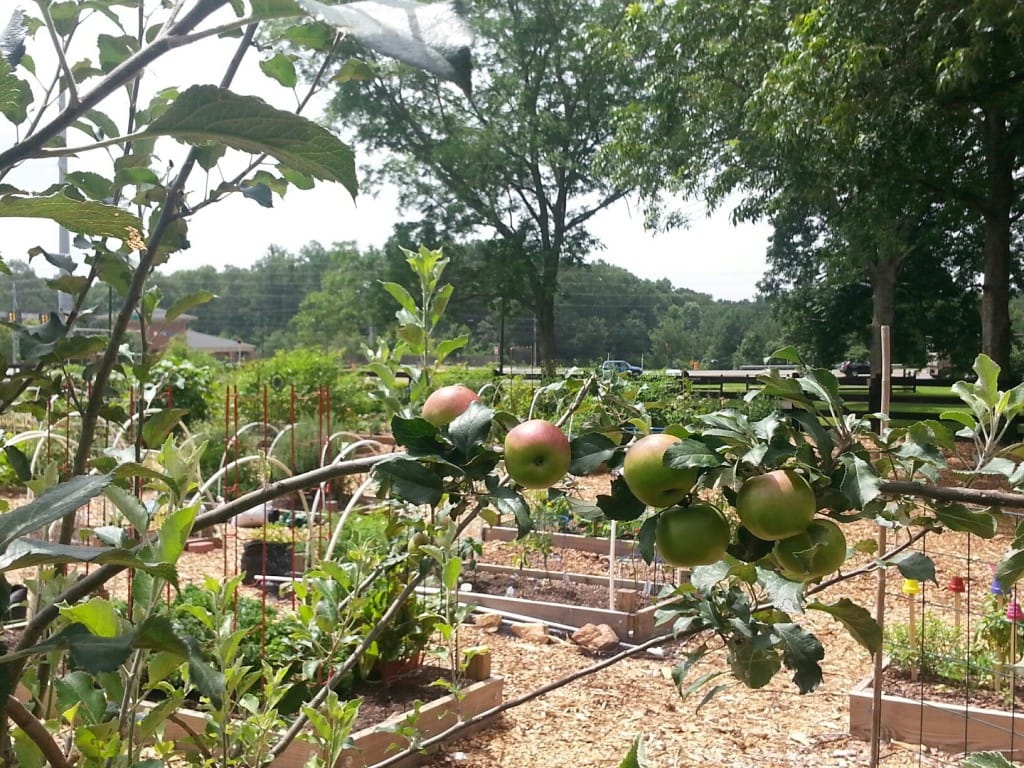 https://www.wyldecenter.org/wp-content/uploads/apple-tree-school-garden.jpg