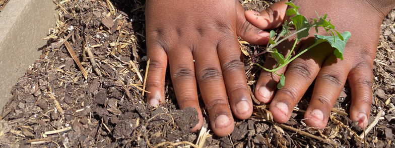hands planting 2 hands planting 2