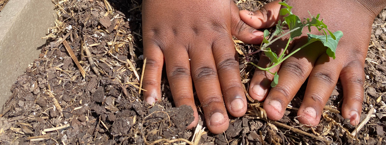 hands planting 2